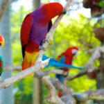 bali-bird-park-2