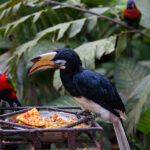 Exotic birds at a feeding trough in Park of Birds to Bali